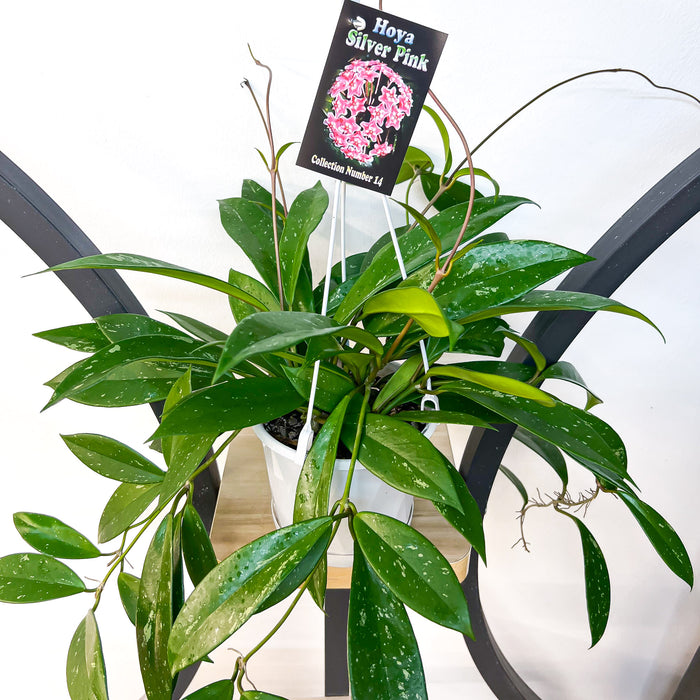 Hoya Silver Pink | The Plant Boys