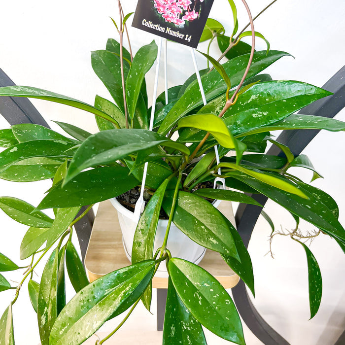 Hoya Silver Pink | The Plant Boys