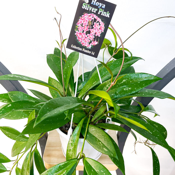 Hoya Silver Pink | The Plant Boys