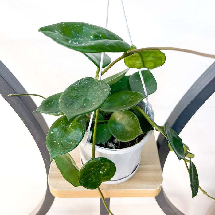 Hoya Snowball | The Plant Boys