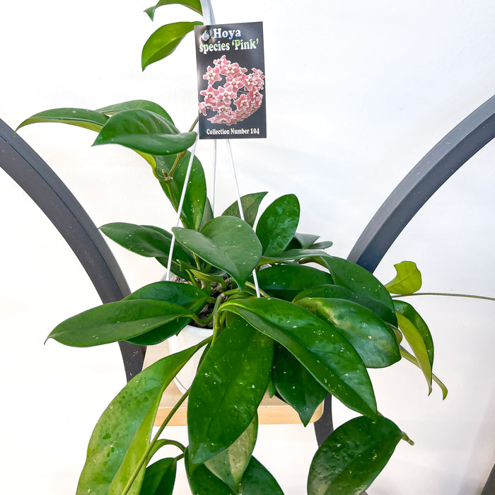 Hoya Species Pink | The Plant Boys