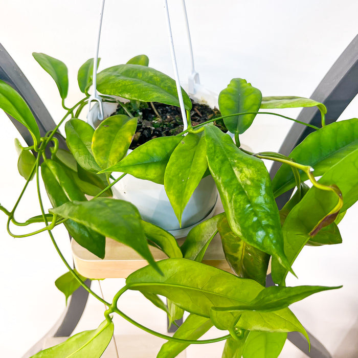 Hoya Subcalva | The Plant Boys