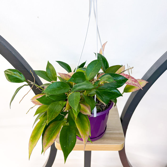 Hoya Sunrise | The Plant Boys