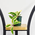 Hoya Suzie | The Plant Boys