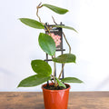 Hoya Sweet Scent | The Plant Boys