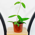 Hoya Sweetheart | The Plant Boys