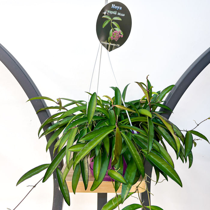 130mm Hanging Basket