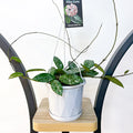 Hoya Wilbur Graves | The Plant Boys