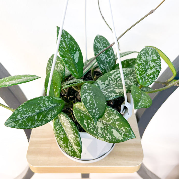 Hoya Wilbur Graves | The Plant Boys