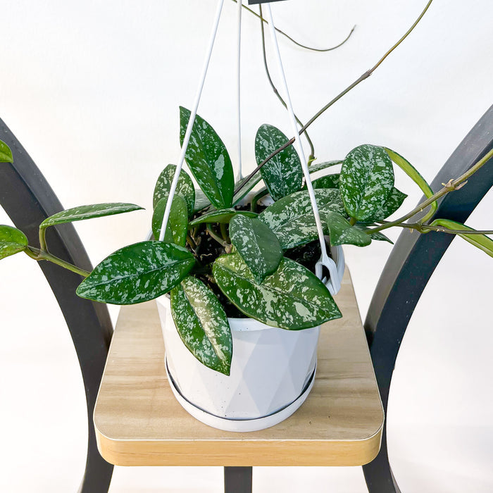 Hoya Wilbur Graves | The Plant Boys