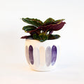 Inessa Pot | The Plant Boys