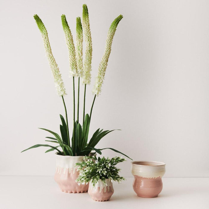 Jesse Pot | The Plant Boys