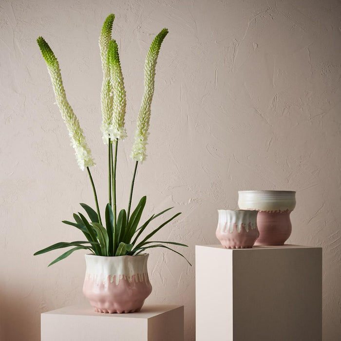 Jesse Pot | The Plant Boys