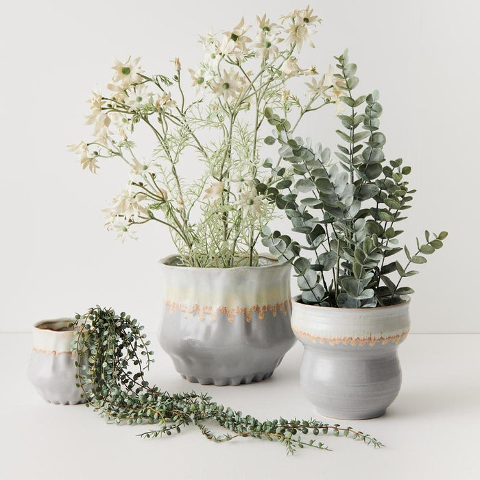Jesse Pot | The Plant Boys
