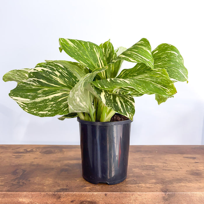 Kaempferia Marble | The Plant Boys