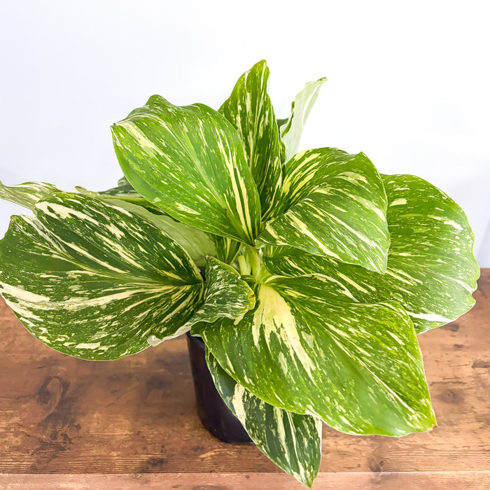 Kaempferia Marble | The Plant Boys