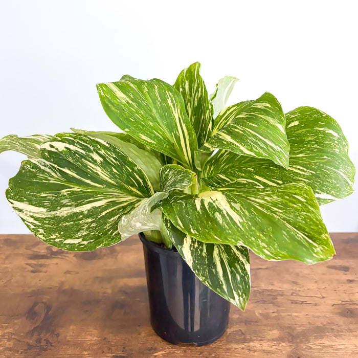 Kaempferia Marble | The Plant Boys