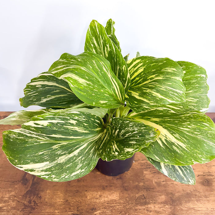 Kaempferia Marble | The Plant Boys