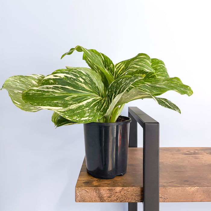 Kaempferia Marble | The Plant Boys