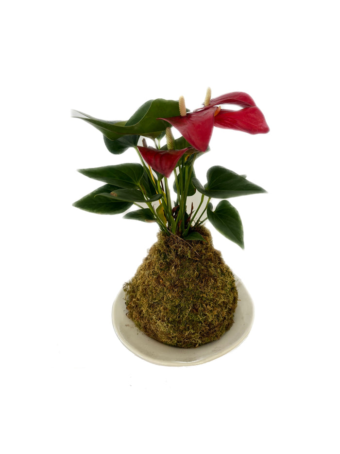 Kokedama - Anthurium