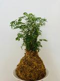 Kokedama - Aralia