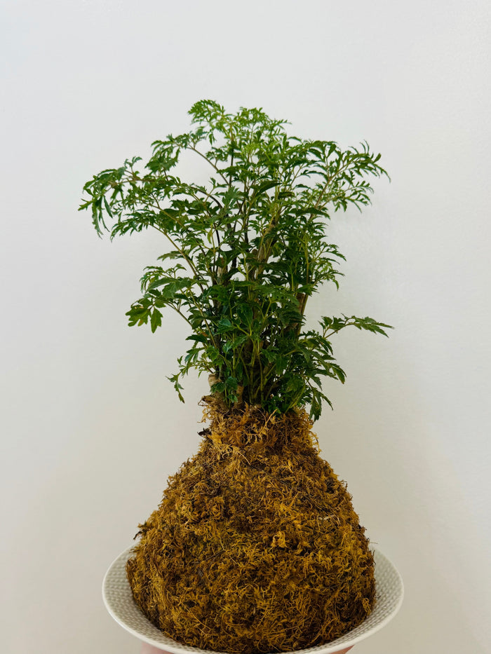 Kokedama - Aralia