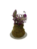 Kokedama - Inch Plant