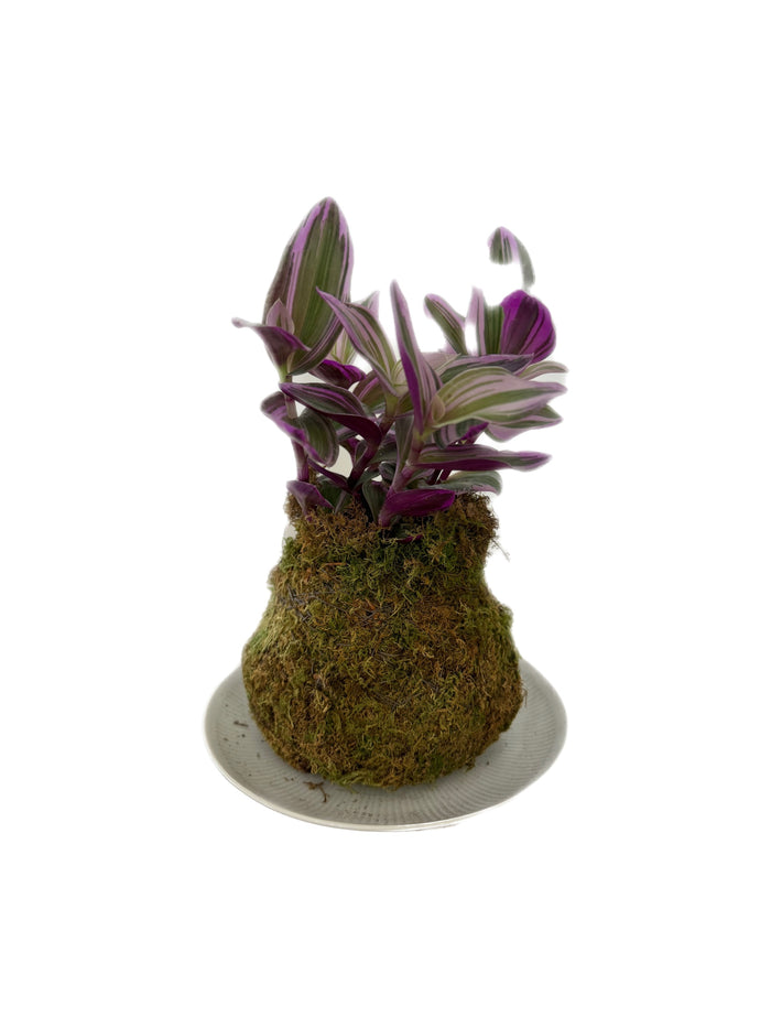 Kokedama - Inch Plant