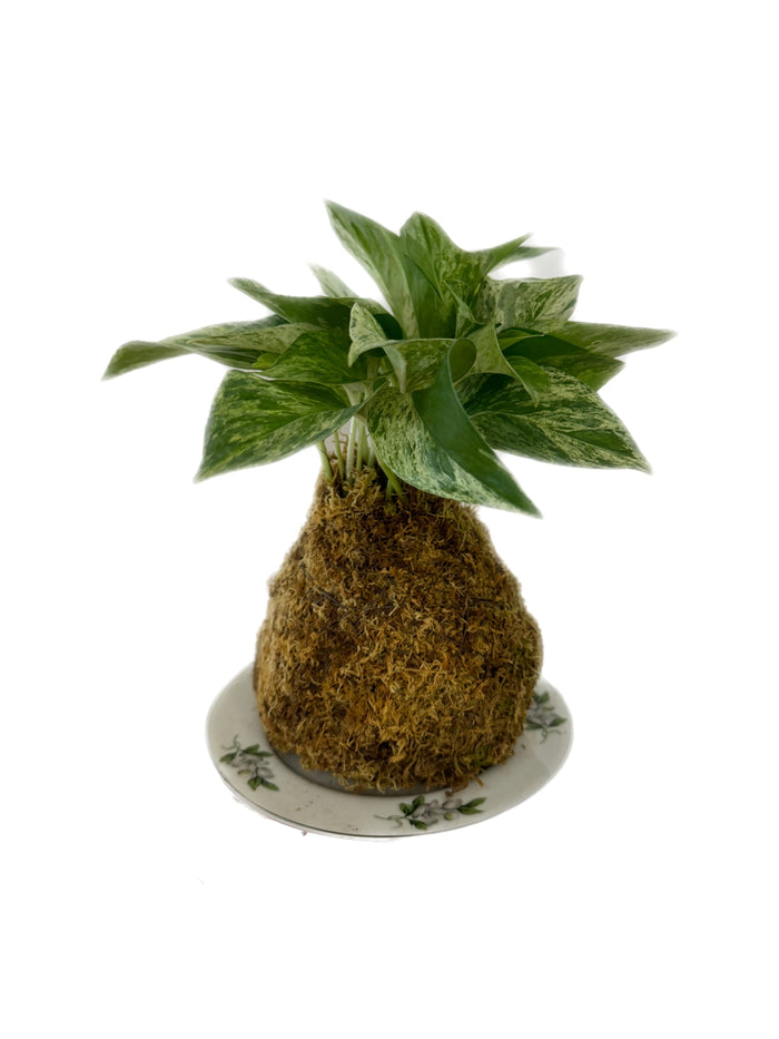 Kokedama - Pothos