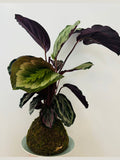 Kokedama - Prayer Plant 1