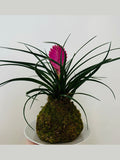 Kokedama - Tillandsia