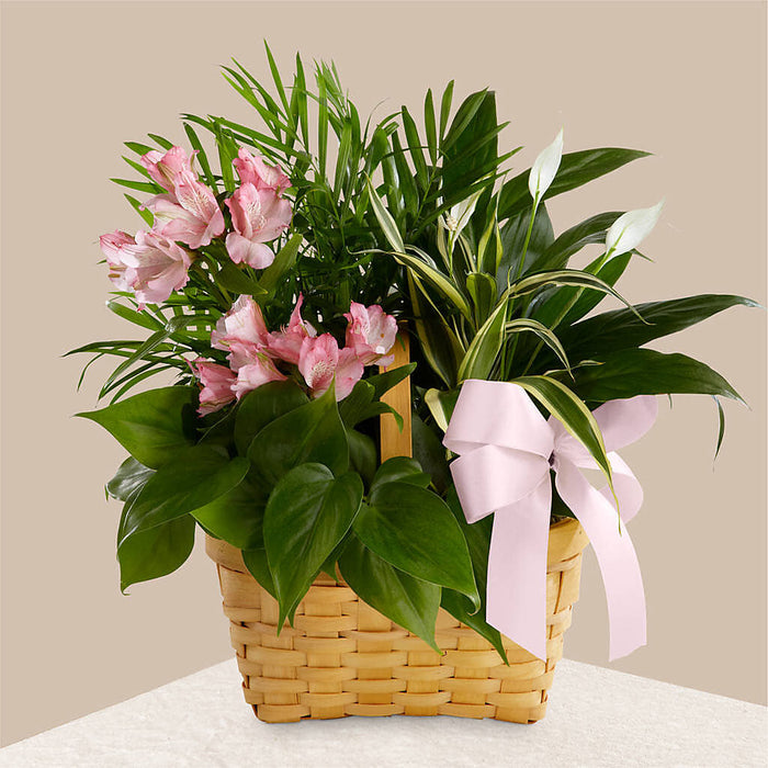 Living Spirit Dishgarden – BUEHLER'S FLORAL, Wooster OH