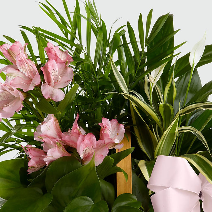 Living Spirit Dishgarden – BUEHLER'S FLORAL, Wooster OH