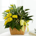 Loving Light Dishgarden – BUEHLER'S FLORAL, Wooster OH