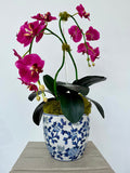 Magenta Orchids in Chinoiserie Pot