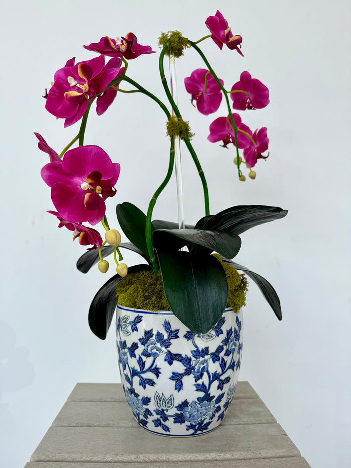 Magenta Orchids in Chinoiserie Pot