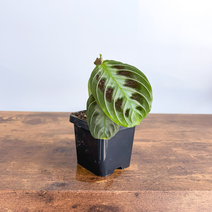 Maranta Black | The Plant Boys