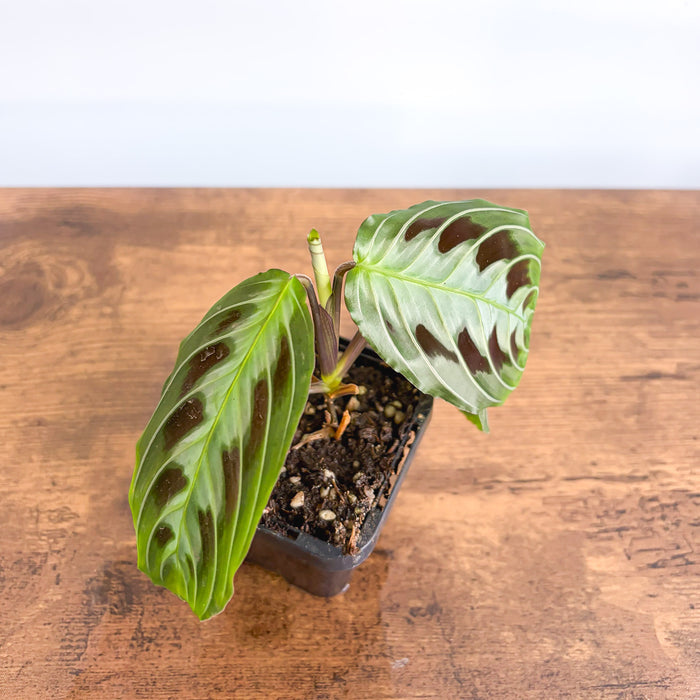 Maranta Black | The Plant Boys