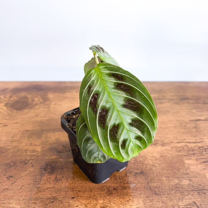 Maranta Black | The Plant Boys