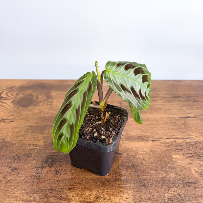 Maranta Black | The Plant Boys