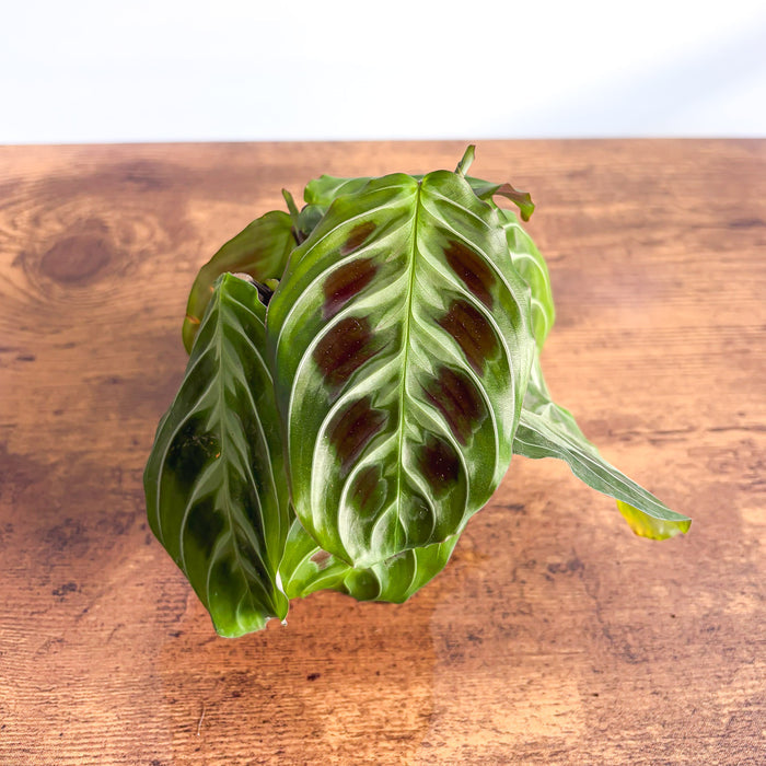 Maranta Cat Moustache | The Plant Boys