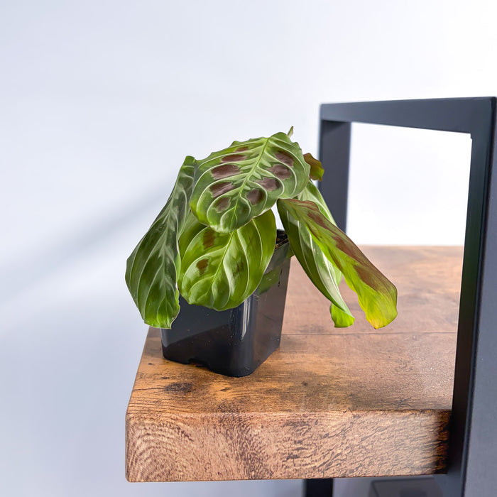 Maranta Cat Moustache | The Plant Boys