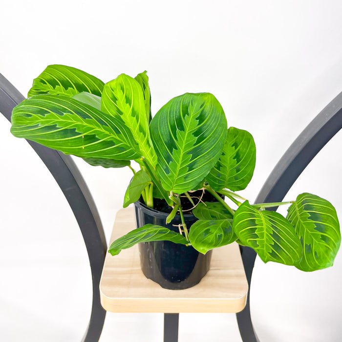 Maranta Lemon Lime | The Plant Boys