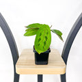 Maranta Red Vein | The Plant Boys