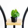 Maranta Variegated