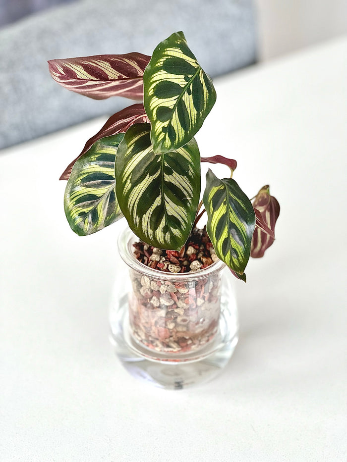 Mini Glass Self-Watering Pot