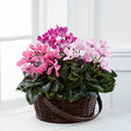 Mixed Cyclamen Planter – BUEHLER'S FLORAL, Wooster OH