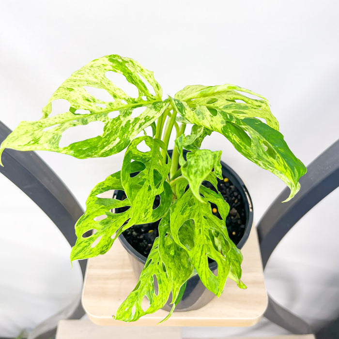 Monstera Adansonii Mint Variegated | The Plant Boys