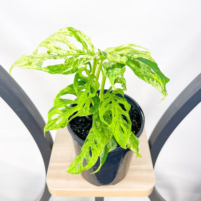 Monstera Adansonii Mint Variegated | The Plant Boys