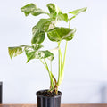 Monstera Borsigiana Albo (High Variegation) | The Plant Boys